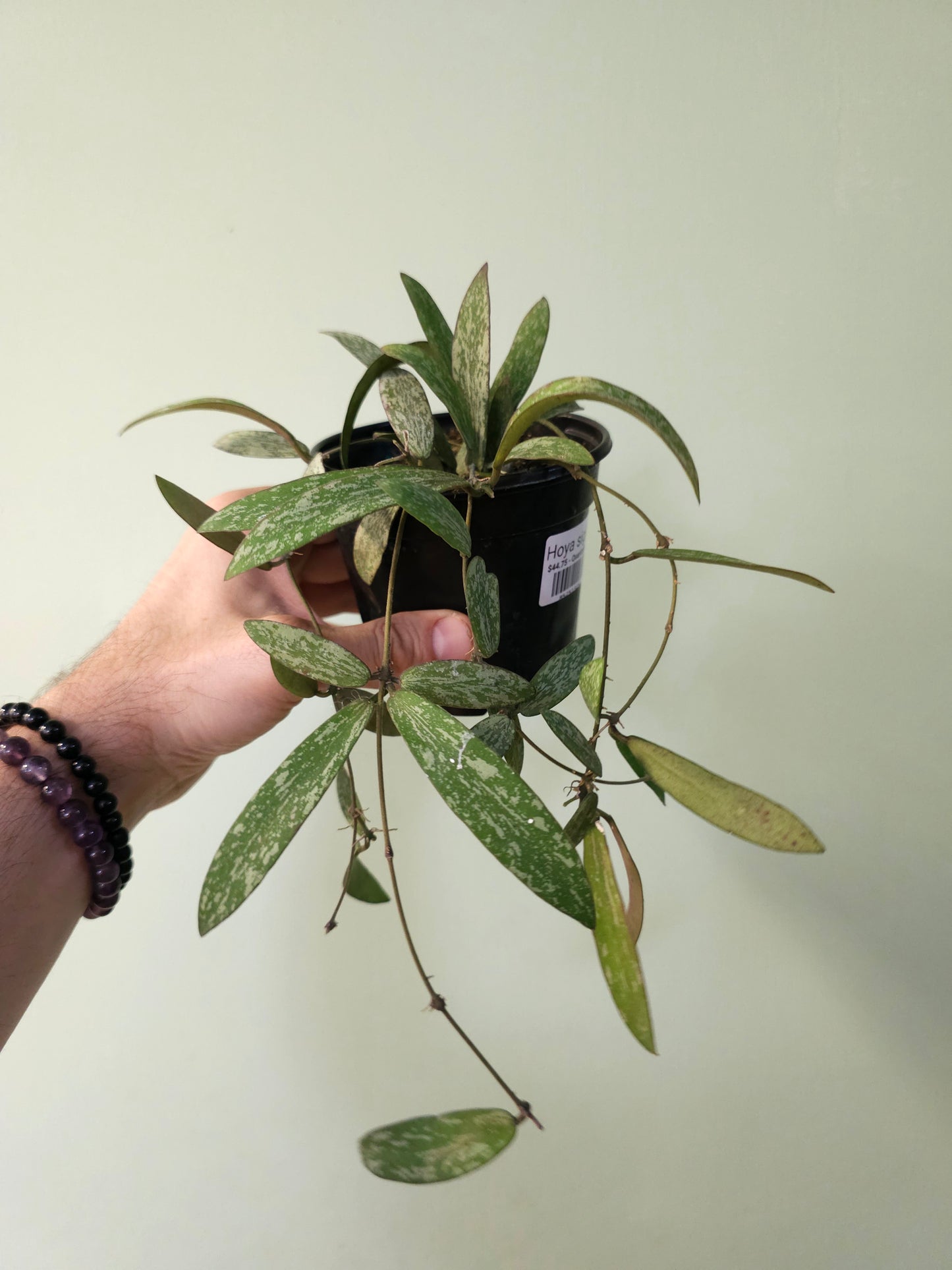 Hoya sigillatis 4"