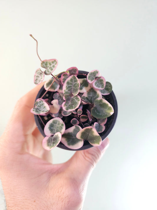 Ceropegia woodii "Variegated String of Hearts" 2.5"
