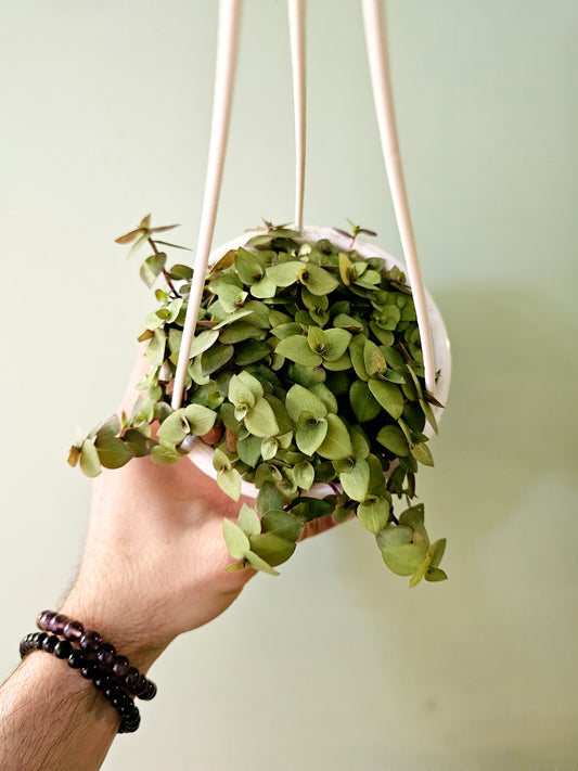 Callisia repens 'Gold' 4.5" HB