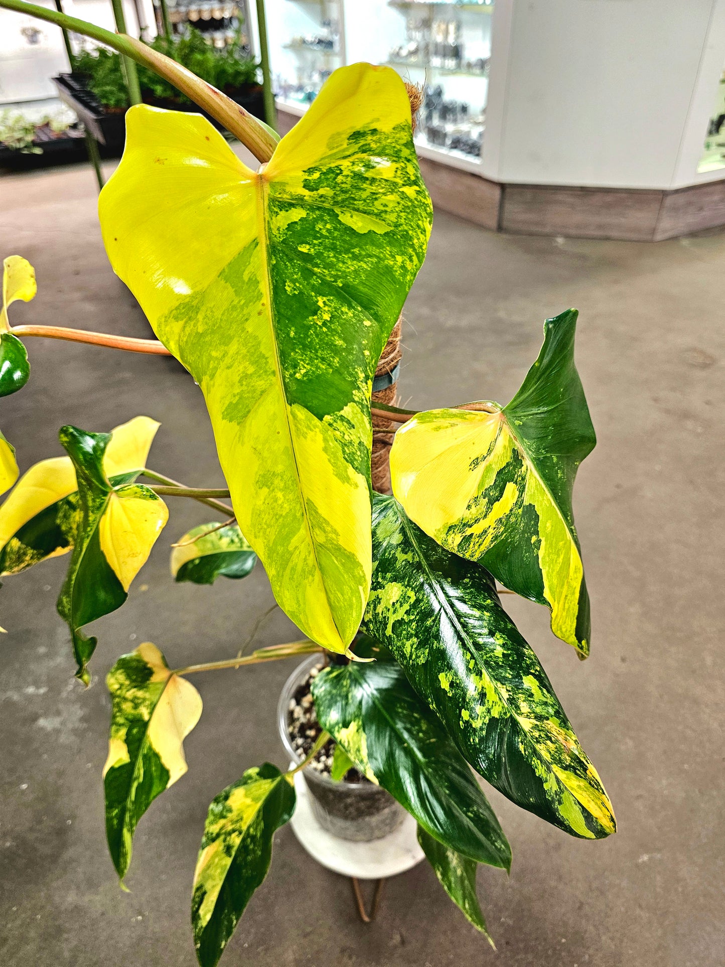 SAAM Auction - XXL Variegated Philodendron Domesticum
