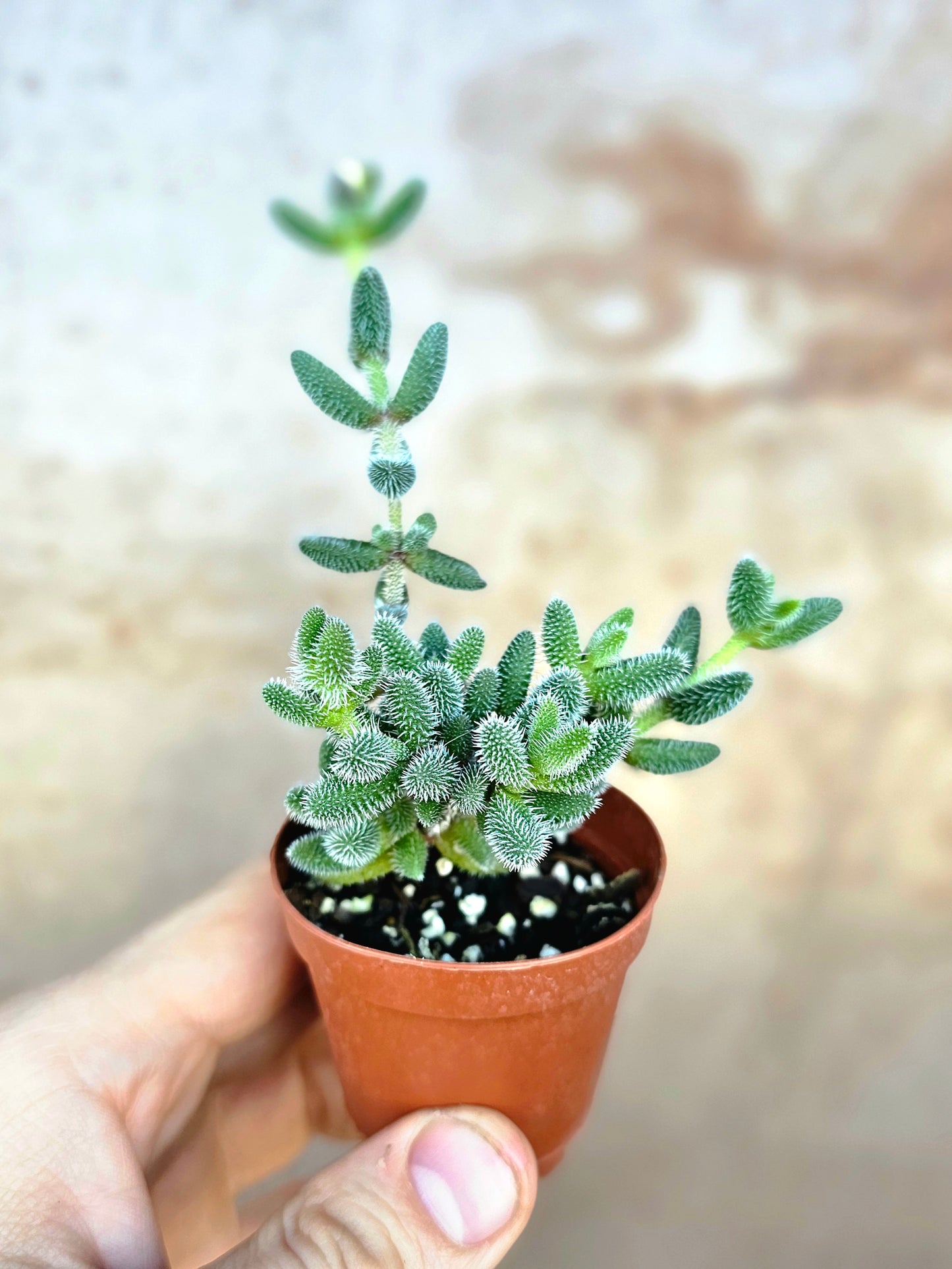 Delosperma echinatum "Pickle Plant" 2"