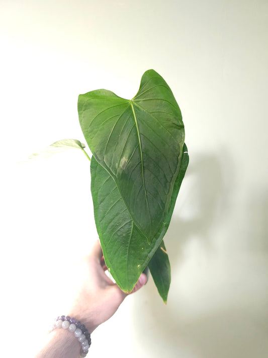Anthurium versicolor 4"