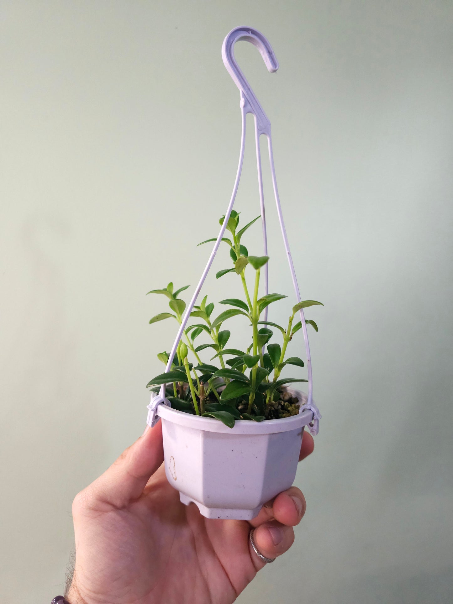 Nematanthus gregarius "Goldfish Plant" 4" HB