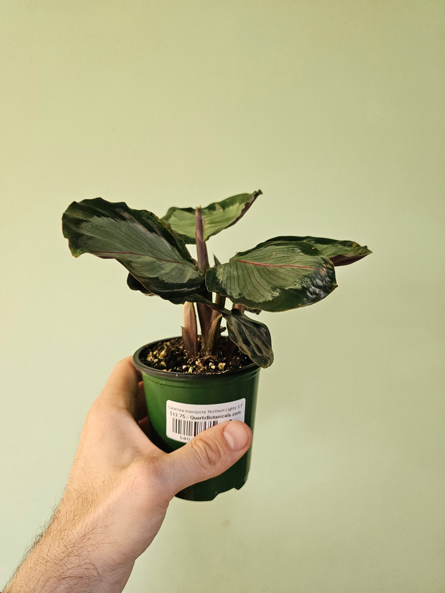 Calathea roseopicta 'Northern Lights' 3.5"