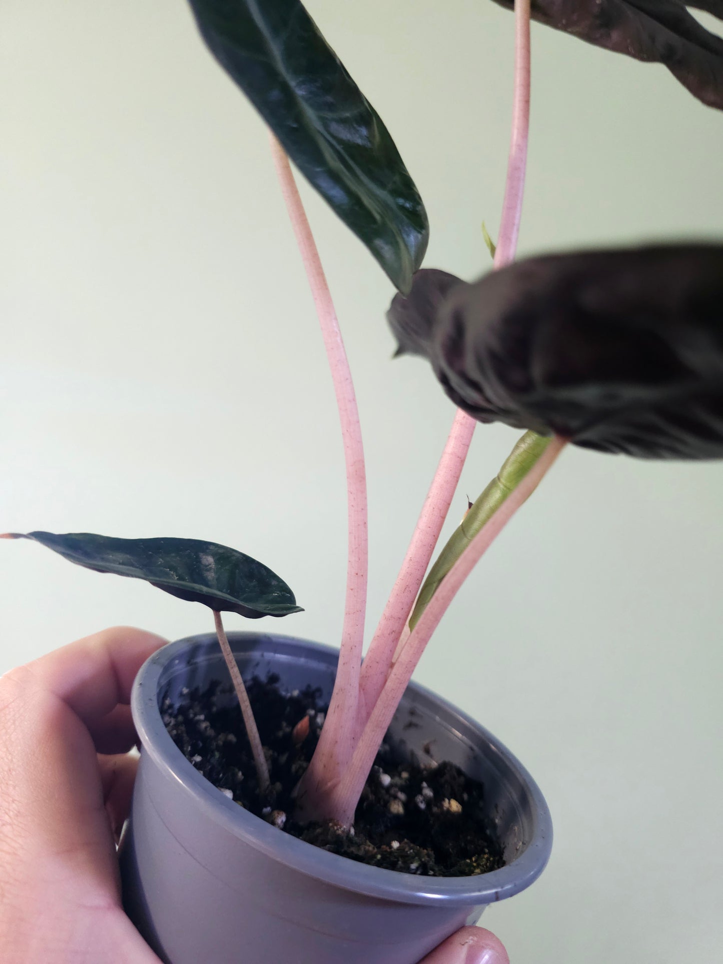 Alocasia 'Pink Dragon' 4"