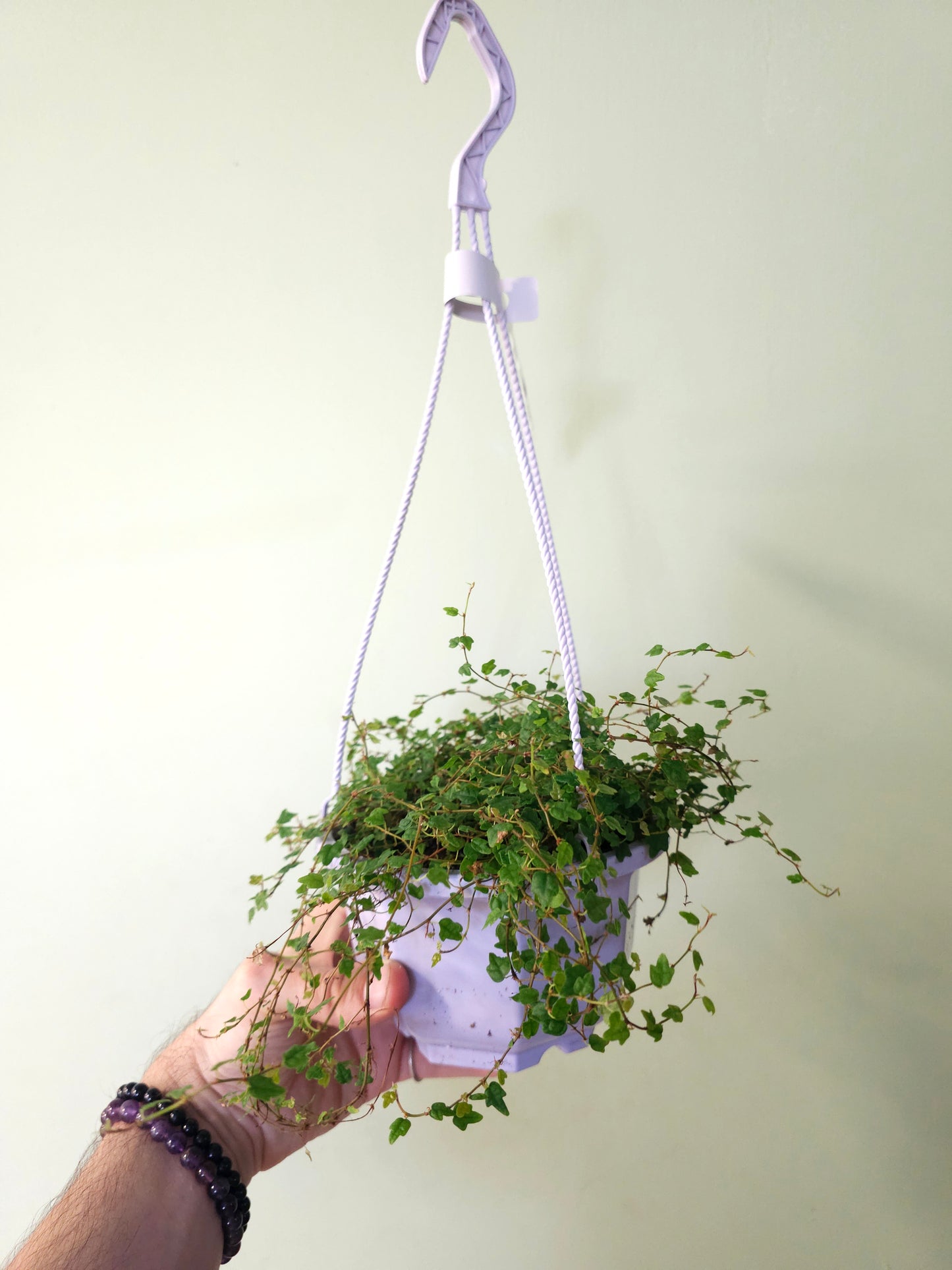 Ficus pumila 'Quercifolia' "String of Frogs" 6" HB