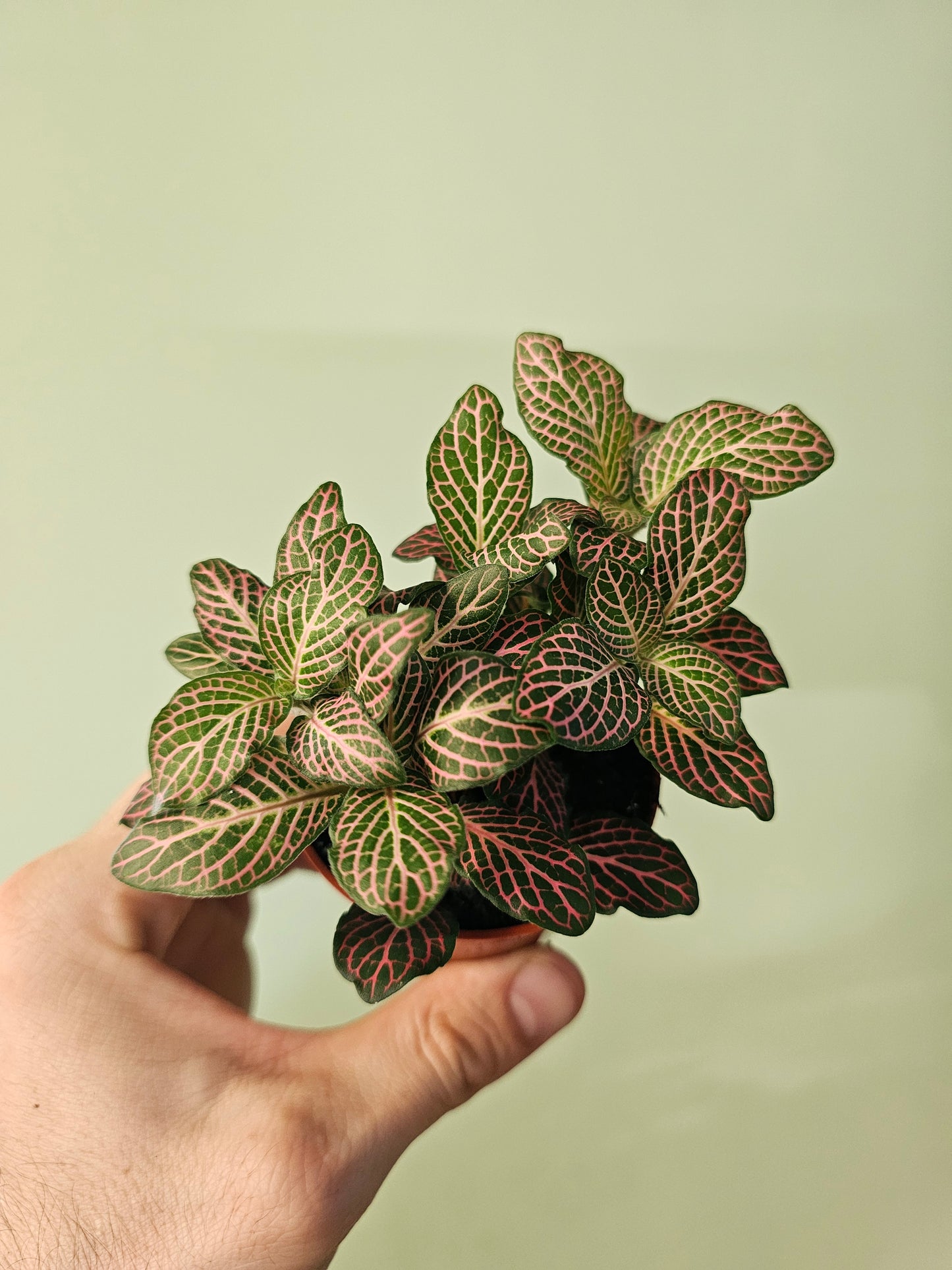 Fittonia albivenis 'Pink' Nerve Plant 2.5"