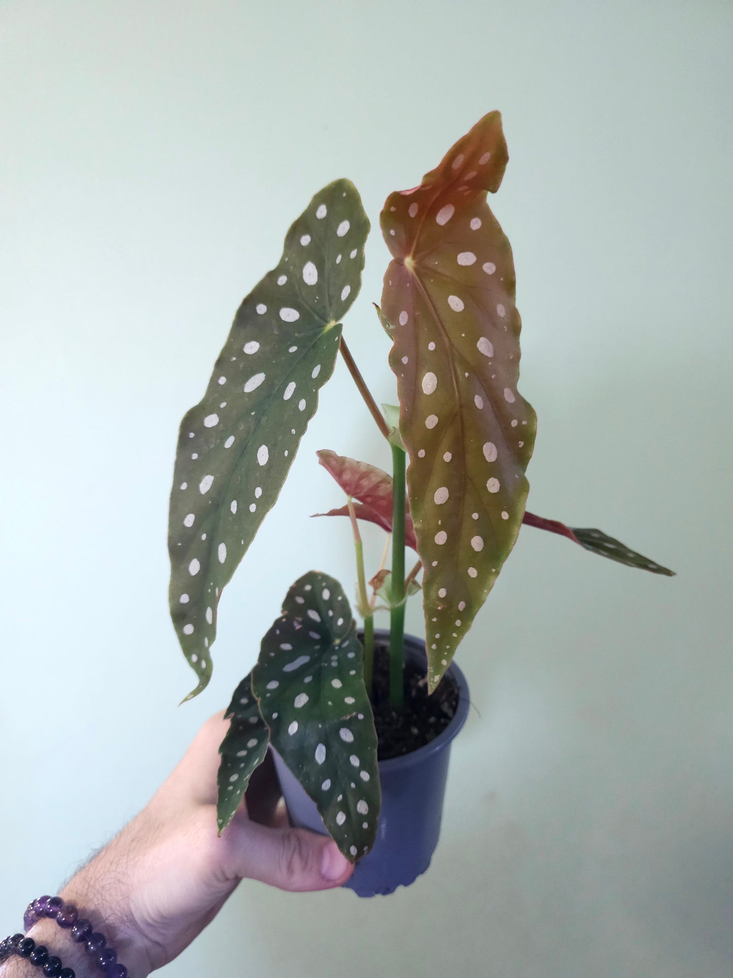 Begonia maculata "Polka Dot Begonia" 4"