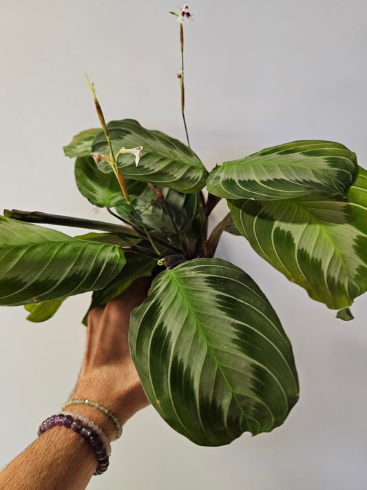 Maranta leuconeura 'Silver Band' 3.5"