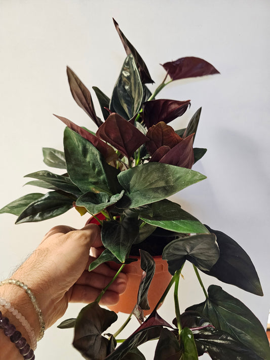 Syngonium erythrophyllum 'Llano Carti Road' Red Arrow 6"