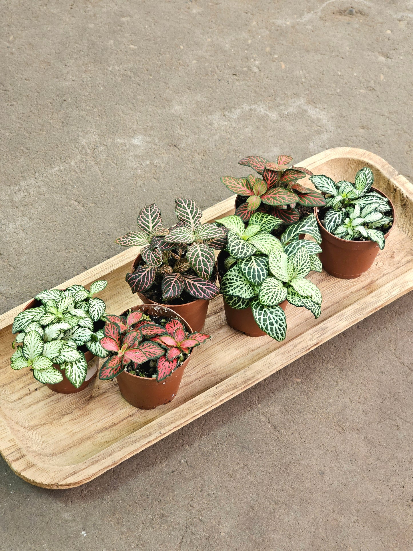 SAAM Auction - Fittonia Collector's Starter Pack