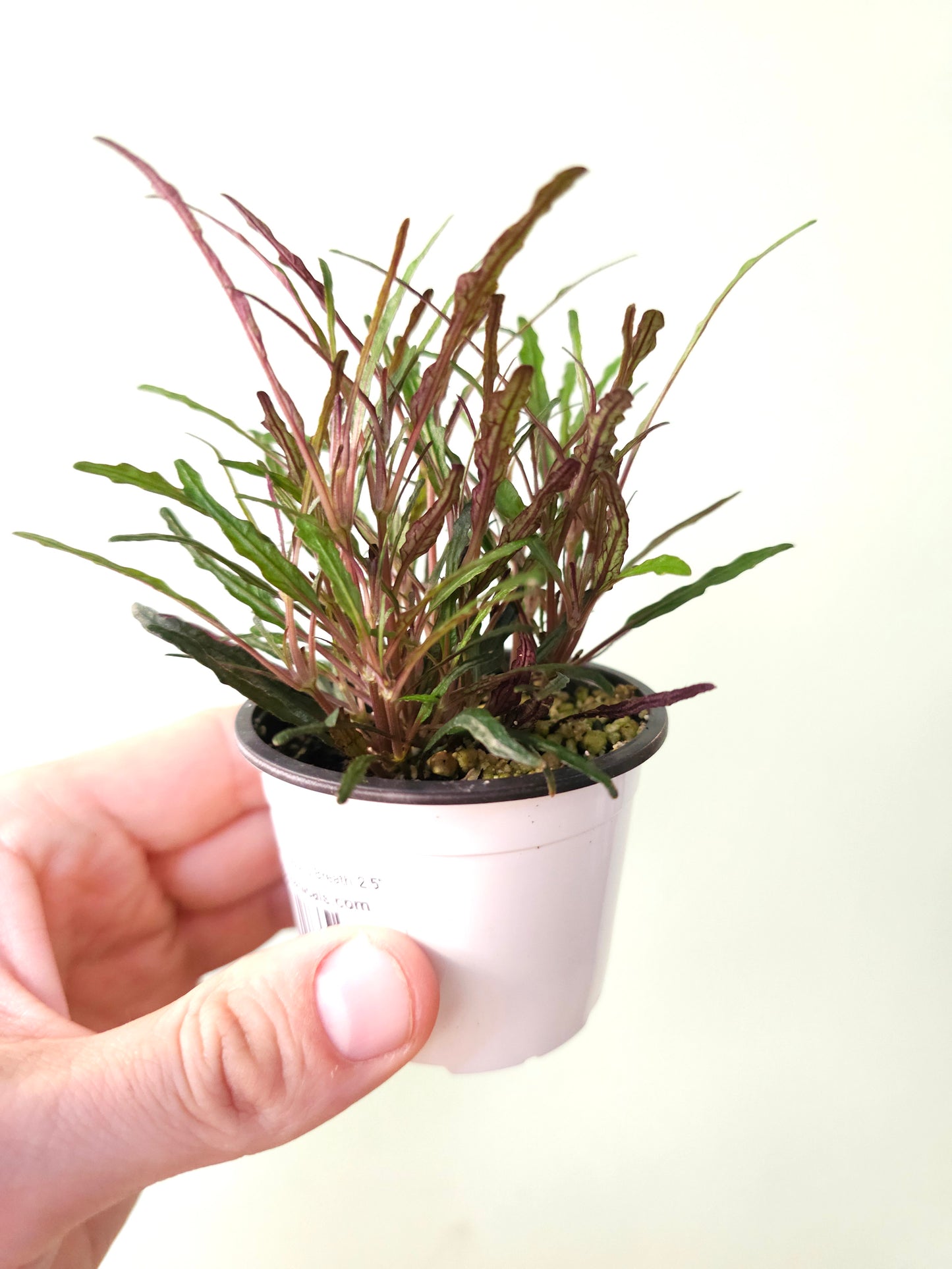 Hemigraphis repanda 'Dragon's Breath' 2.5"