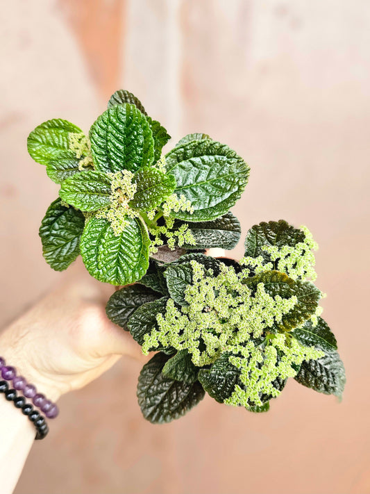 Pilea nummulariifolia "Creeping Charlie" 2"