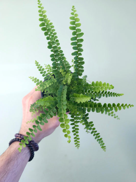 Nephrolepis cordifolia "Lemon Button Fern" 3.5"