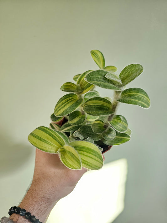 Tradescantia sillamontana 'Velvet Stripes' 4"