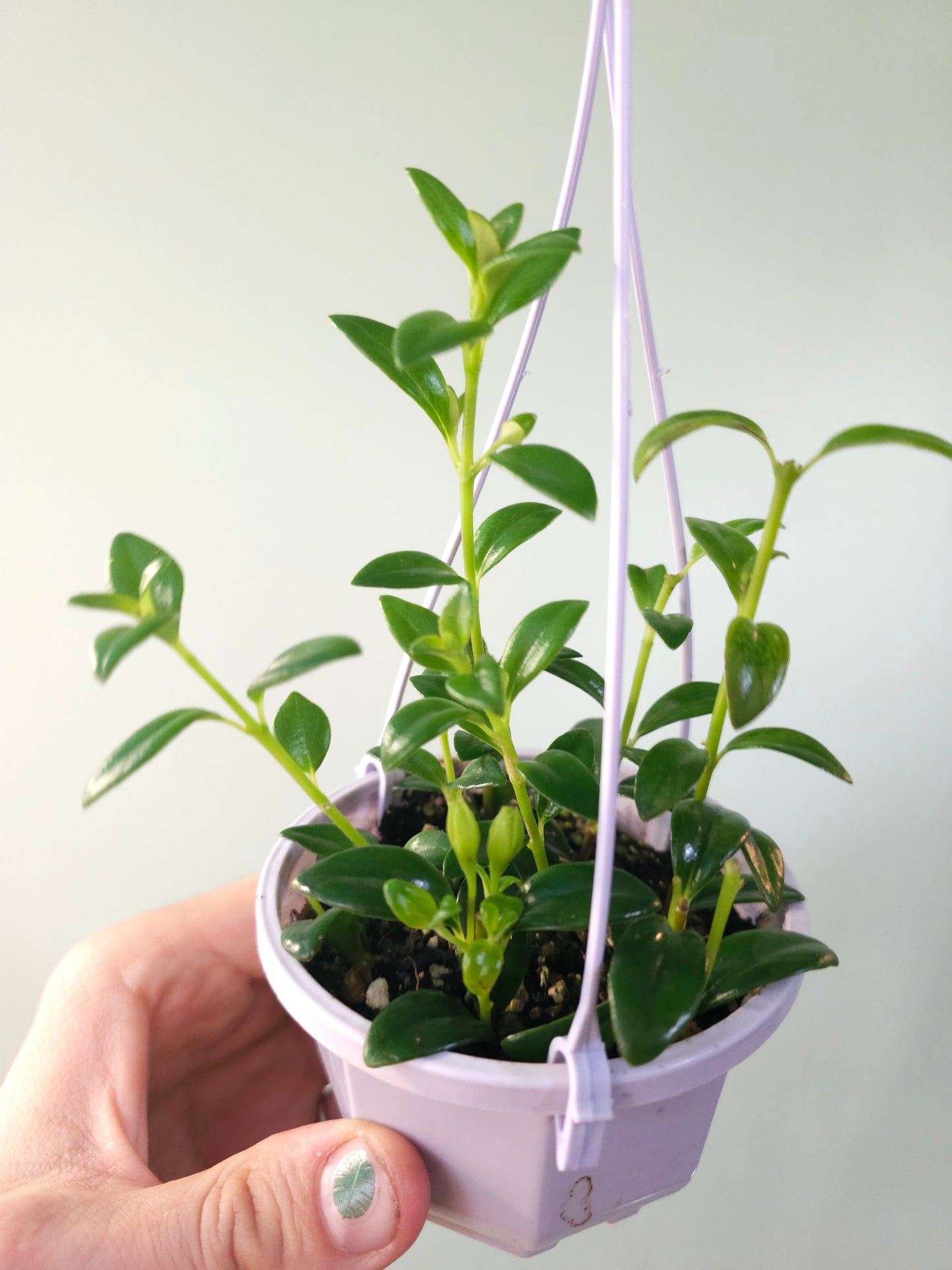 Nematanthus gregarius "Goldfish Plant" 4" HB