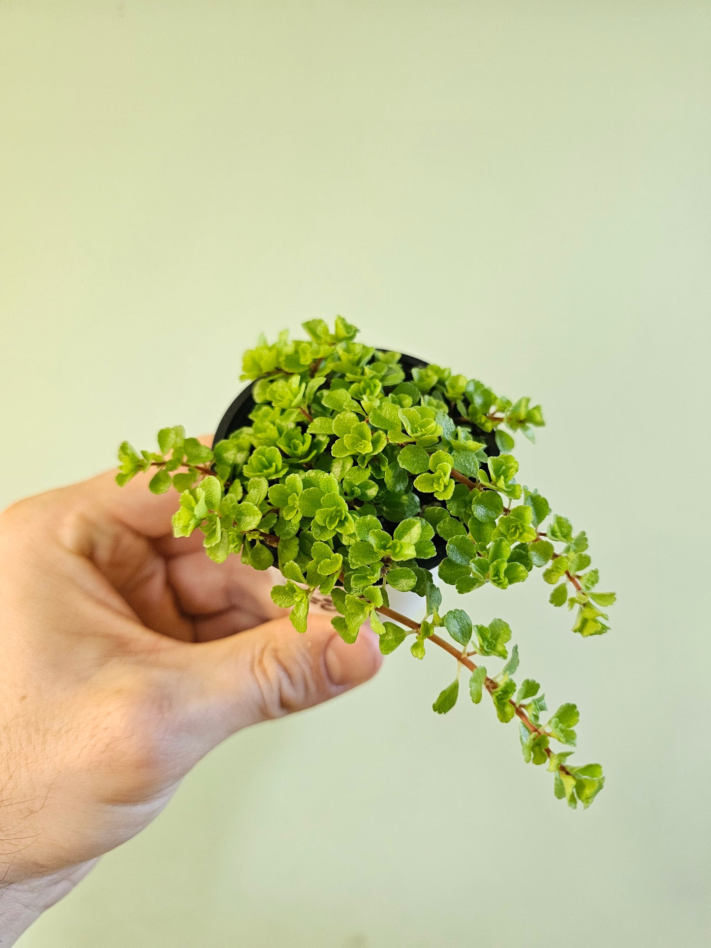Pilea depressa 'Tiny Tears' 2.5"