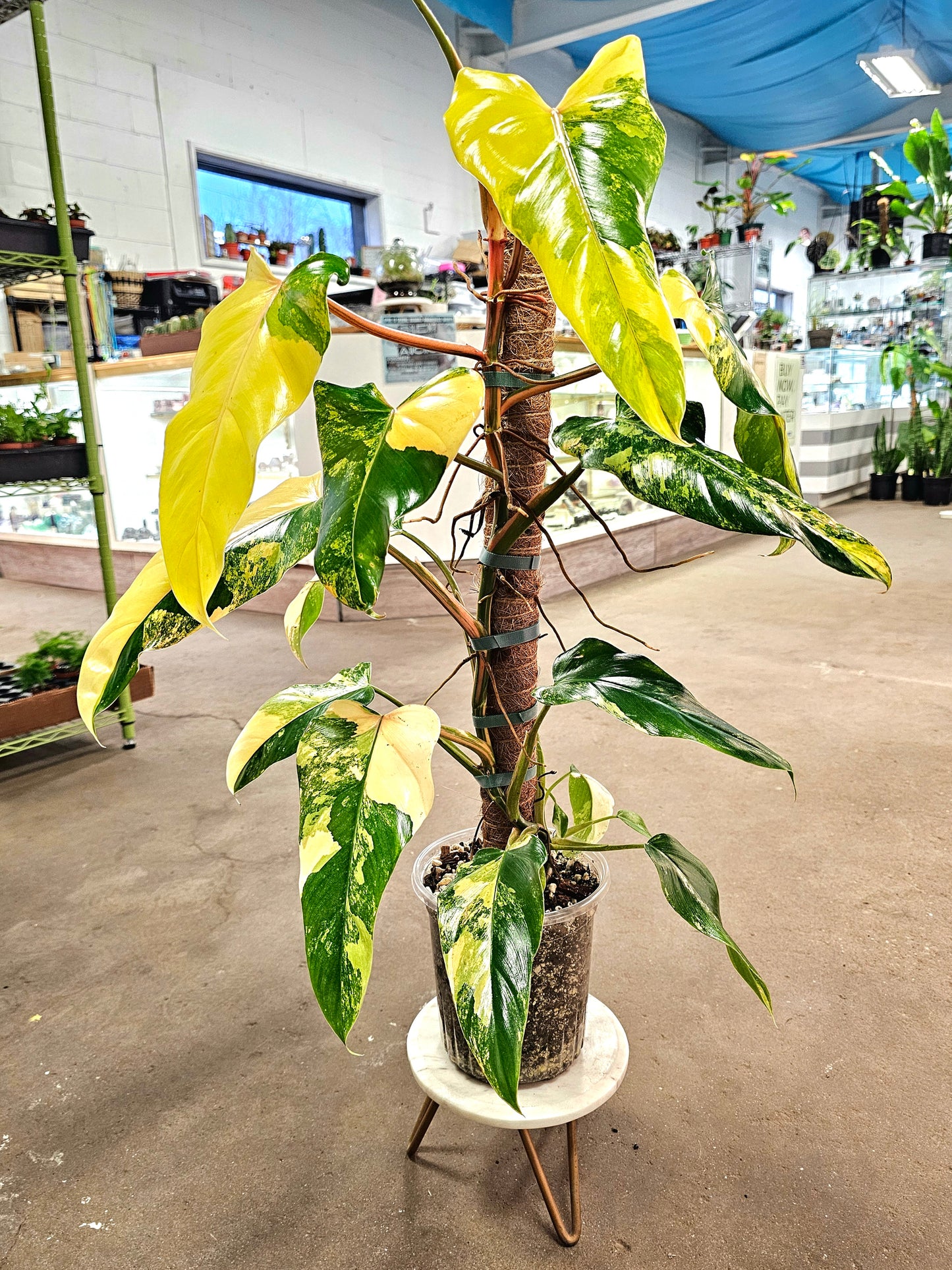 SAAM Auction - XXL Variegated Philodendron Domesticum