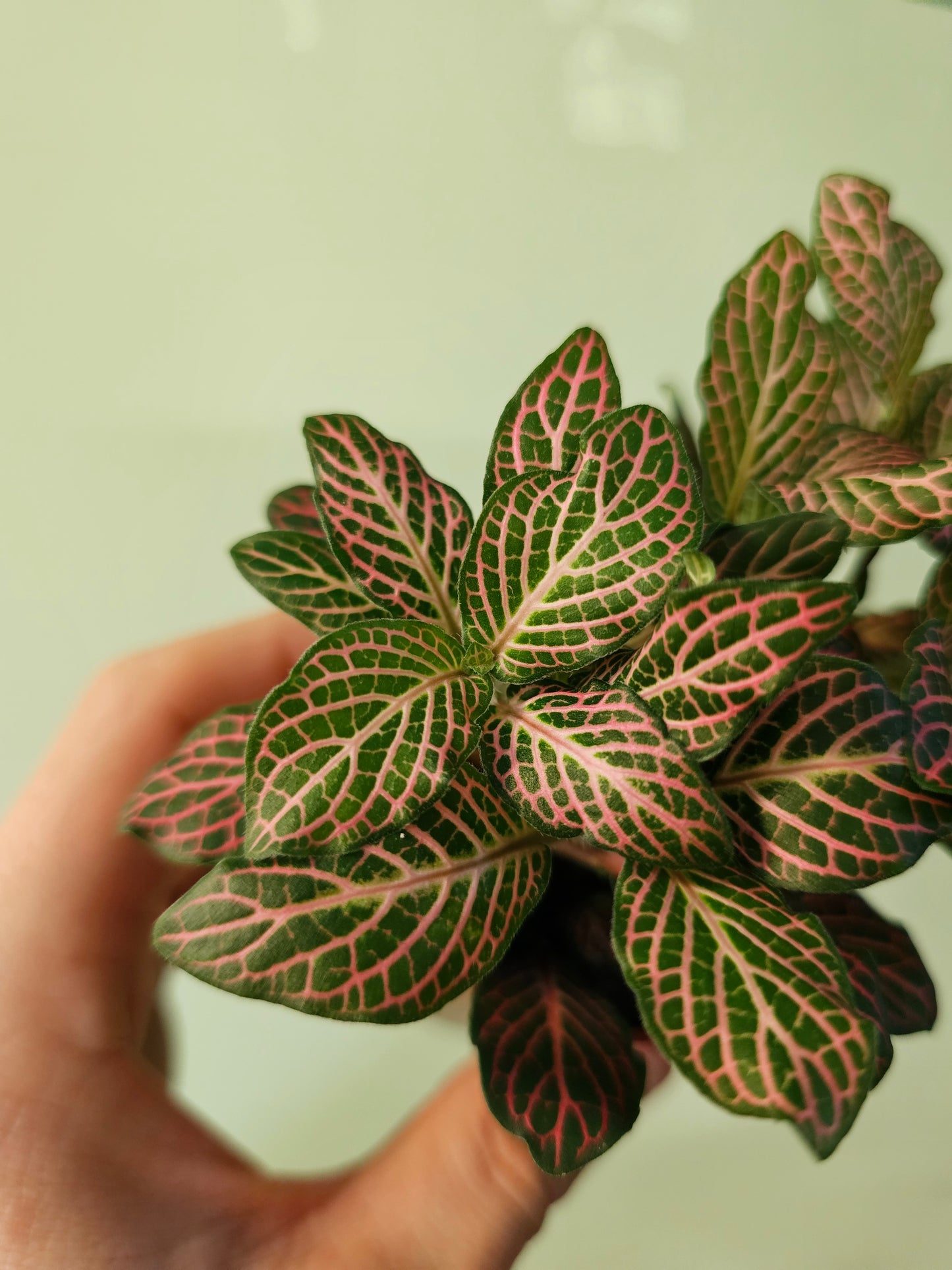 Fittonia albivenis 'Pink' Nerve Plant 2.5"