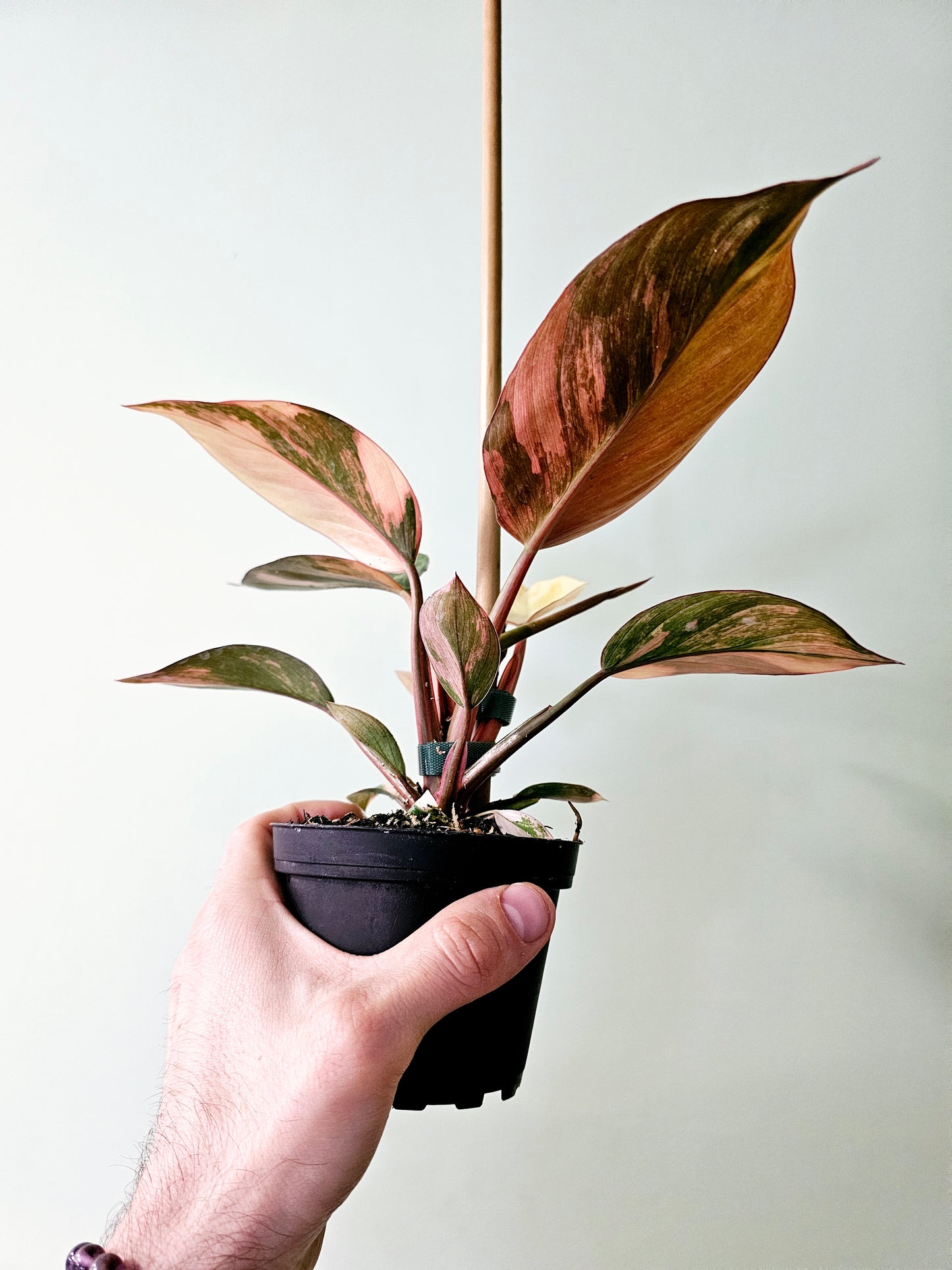 Philodendron 'Rojo Congo' Variegated 4"