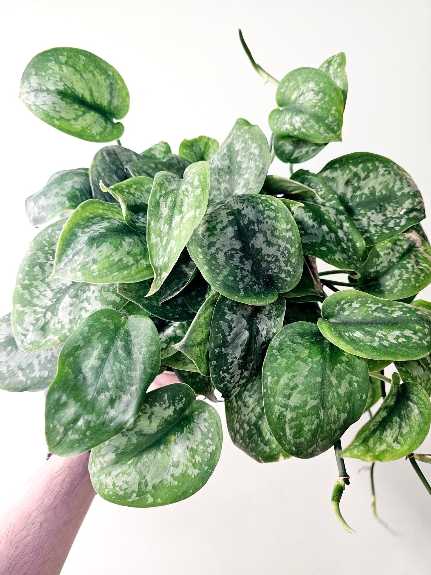 Scindapsus pictus 'Silver Splash' 6”