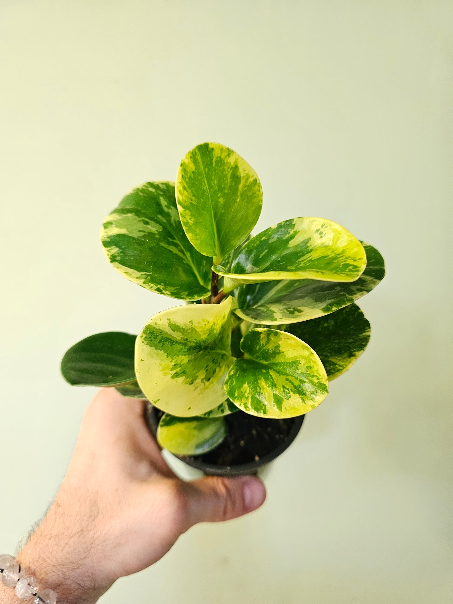 Peperomia obtusifolia 'Marble' 3.5"