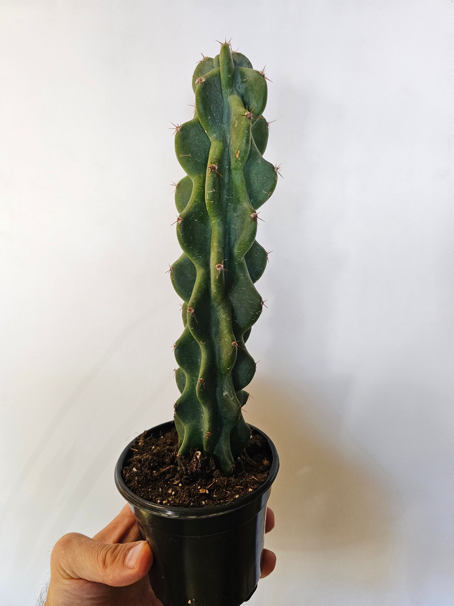 Cereus peruvianus v. monstrose 4"