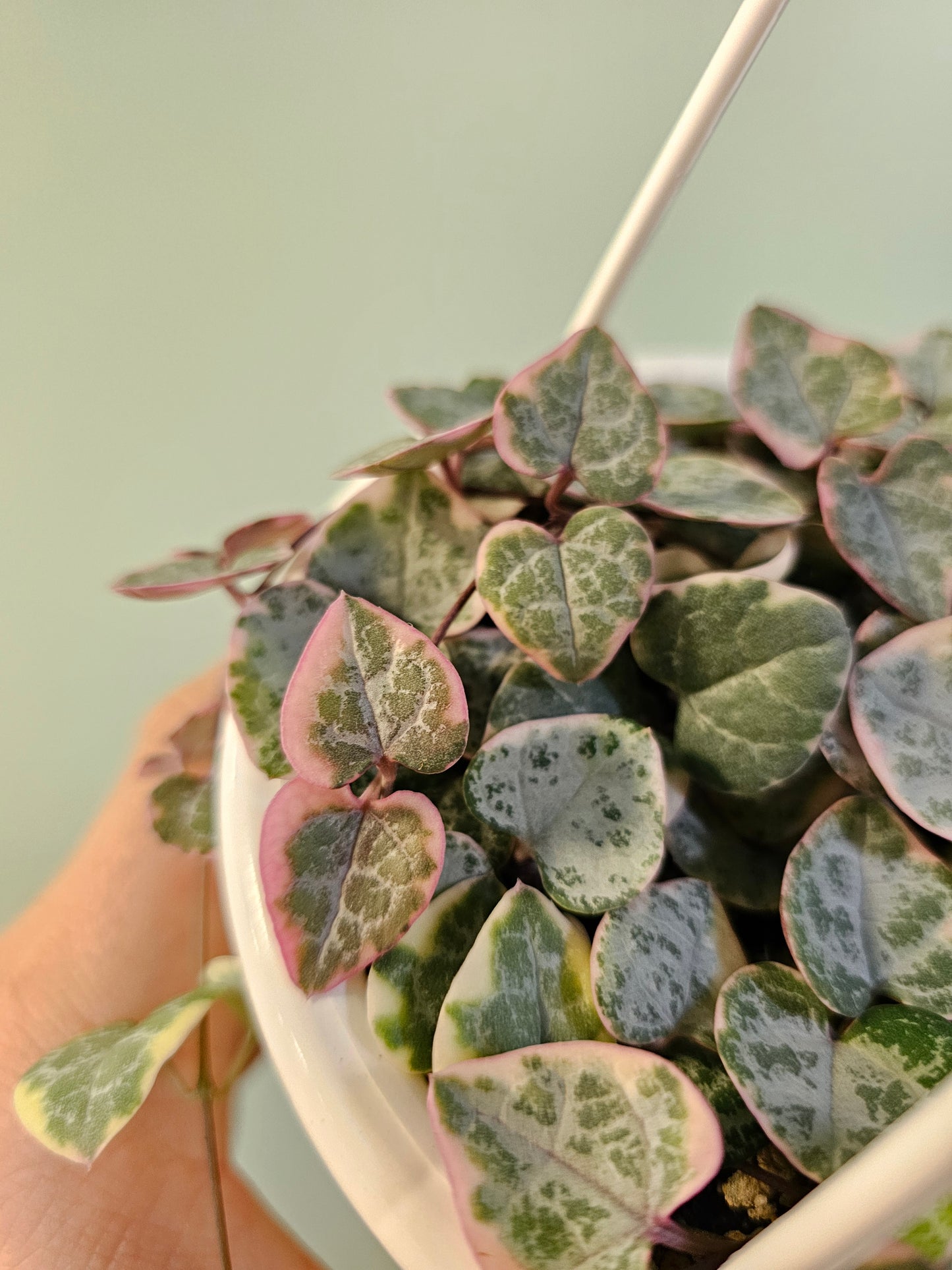Ceropegia woodii "Variegated String of Hearts" 4.5" HB