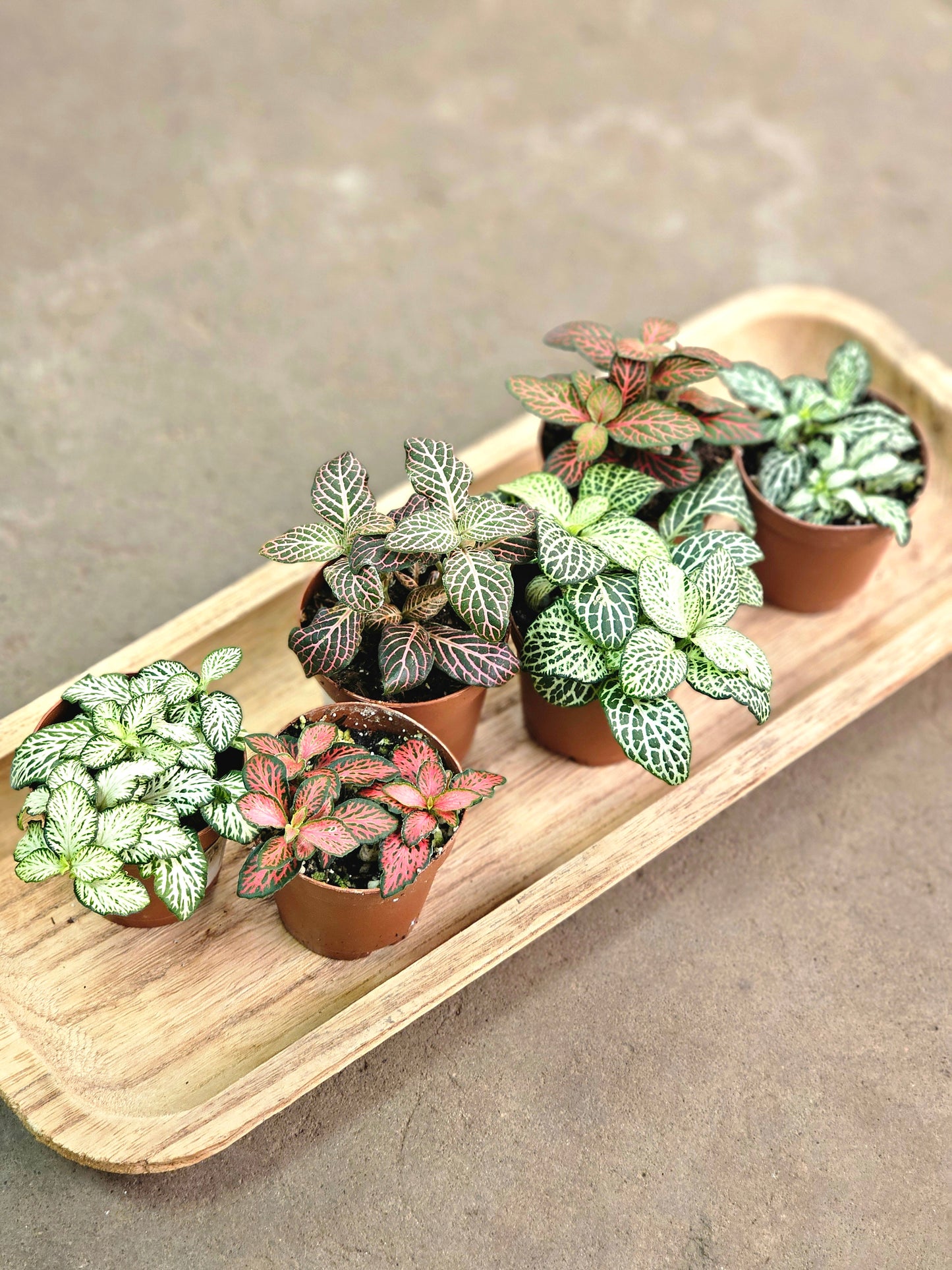 SAAM Auction - Fittonia Collector's Starter Pack