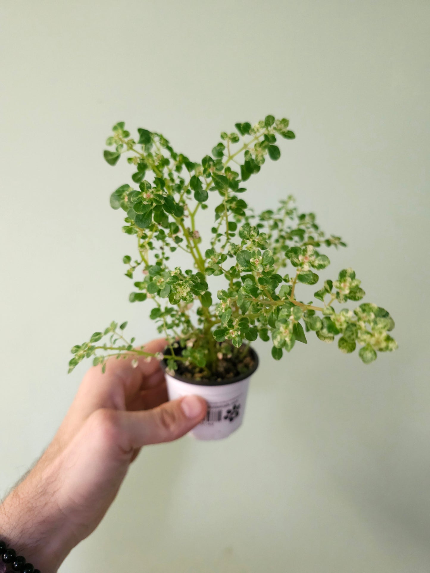 Pilea microphylla 'Variegata' Tricolor Artillery/Confetti Fern 2.5"