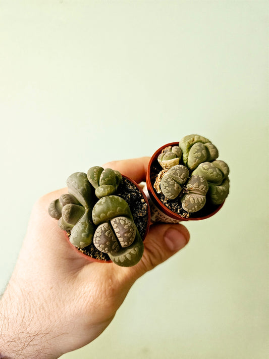 Lithops 2"