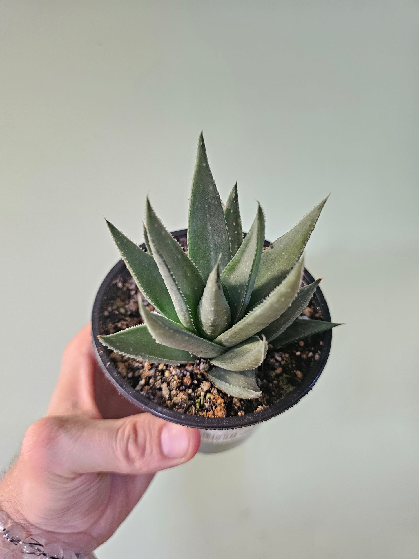 Gasteraloe 'Savannah' 4"
