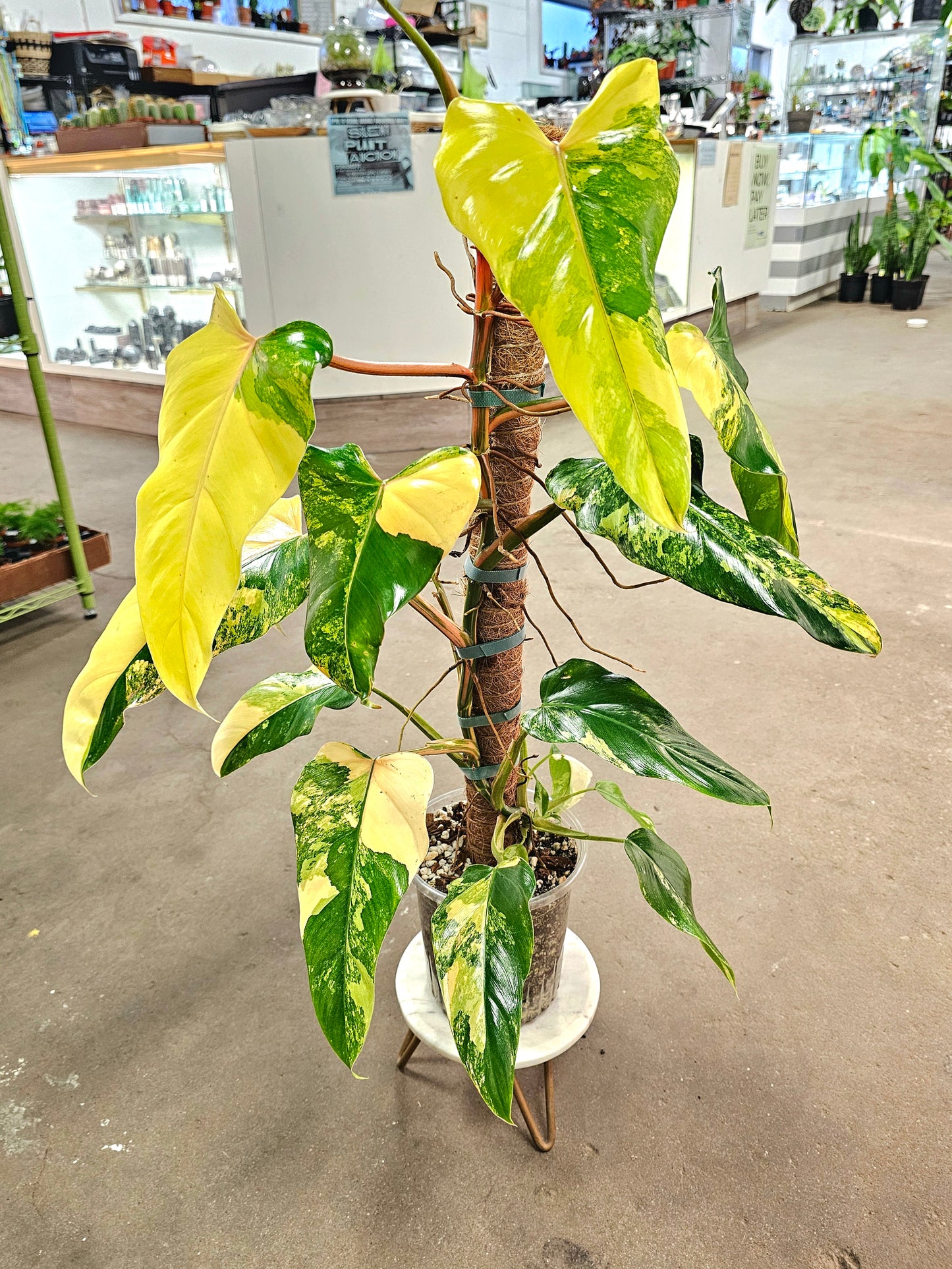 SAAM Auction - XXL Variegated Philodendron Domesticum