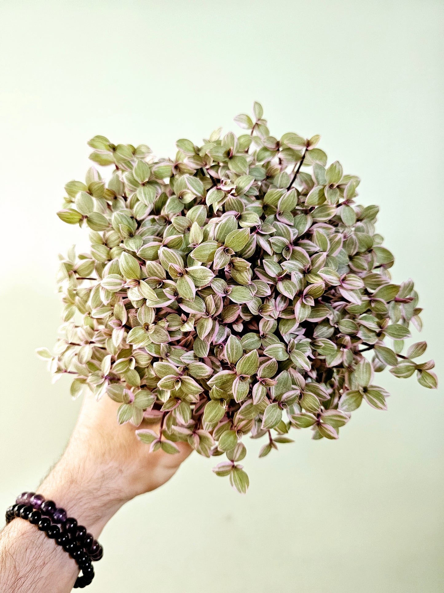 Callisia repens 'Rosato' "Pink Panther" 5"