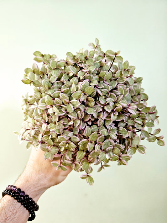 Callisia repens 'Rosato' "Pink Panther" 5"