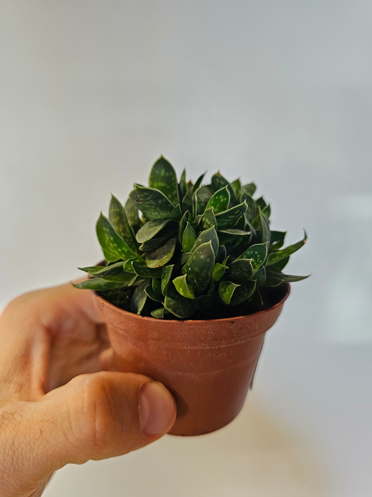 Gasteria brachyphylla var. bayeri 3"