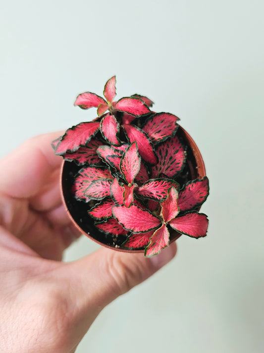 Fittonia albivenis 'Red Forest Flame' "Nerve Plant" 2"