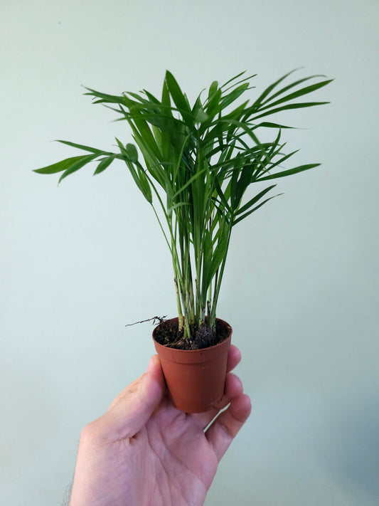 Chamaedorea elegans "Mini Bella Palm" 2"