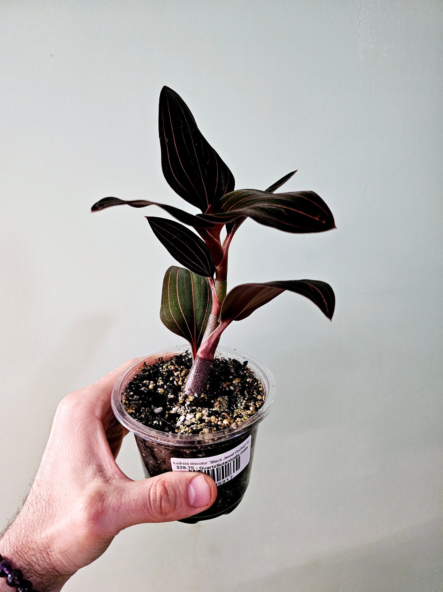 Ludisia discolor "Black Jewel Orchid" 4"