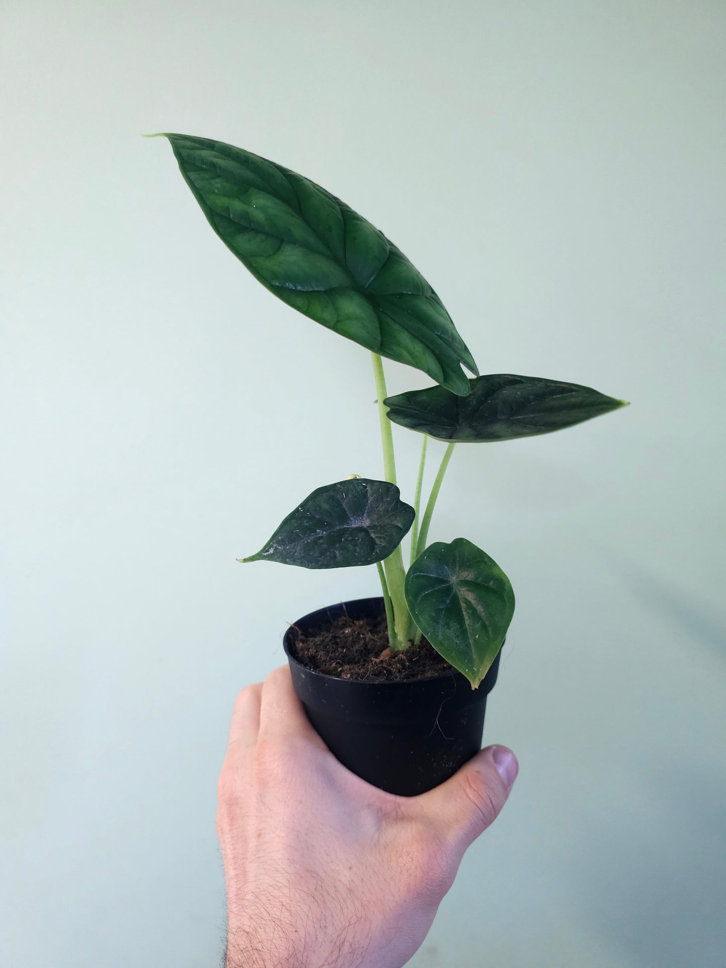 Alocasia 'Dragon Scale' 4"