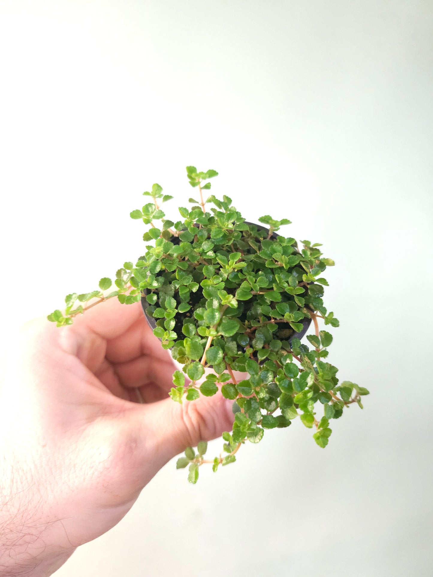 Pilea depressa 'Sao Paulo' 2.5"