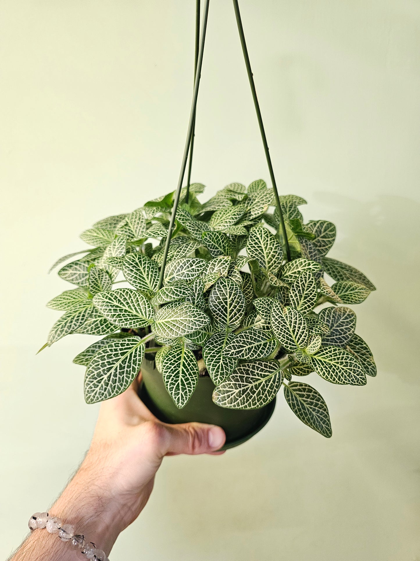 Fittonia albivenis 'White Angel' 6" HB