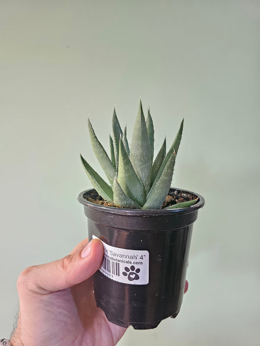 Gasteraloe 'Savannah' 4"