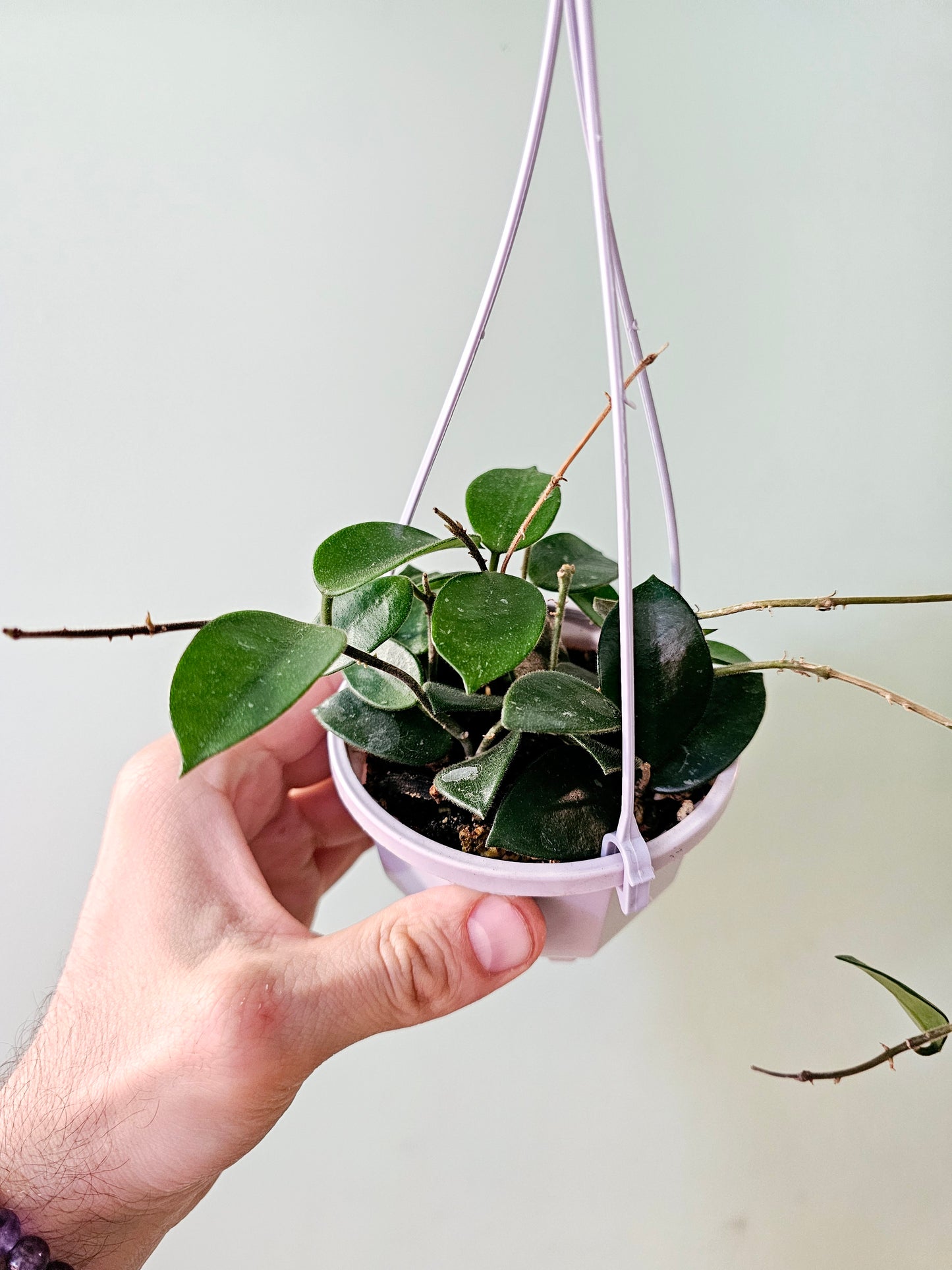 Hoya 'Chouke' 4" HB