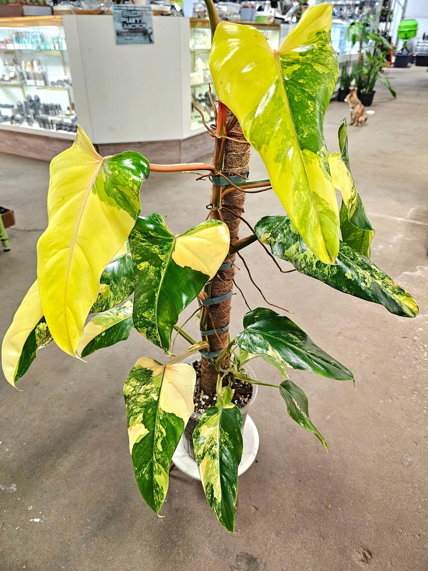 SAAM Auction - XXL Variegated Philodendron Domesticum