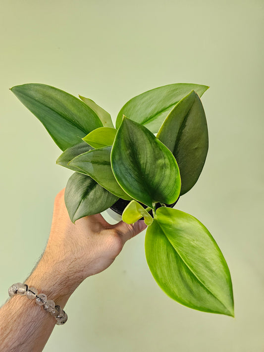 Scindapsus treubii 'Moonlight' 4"