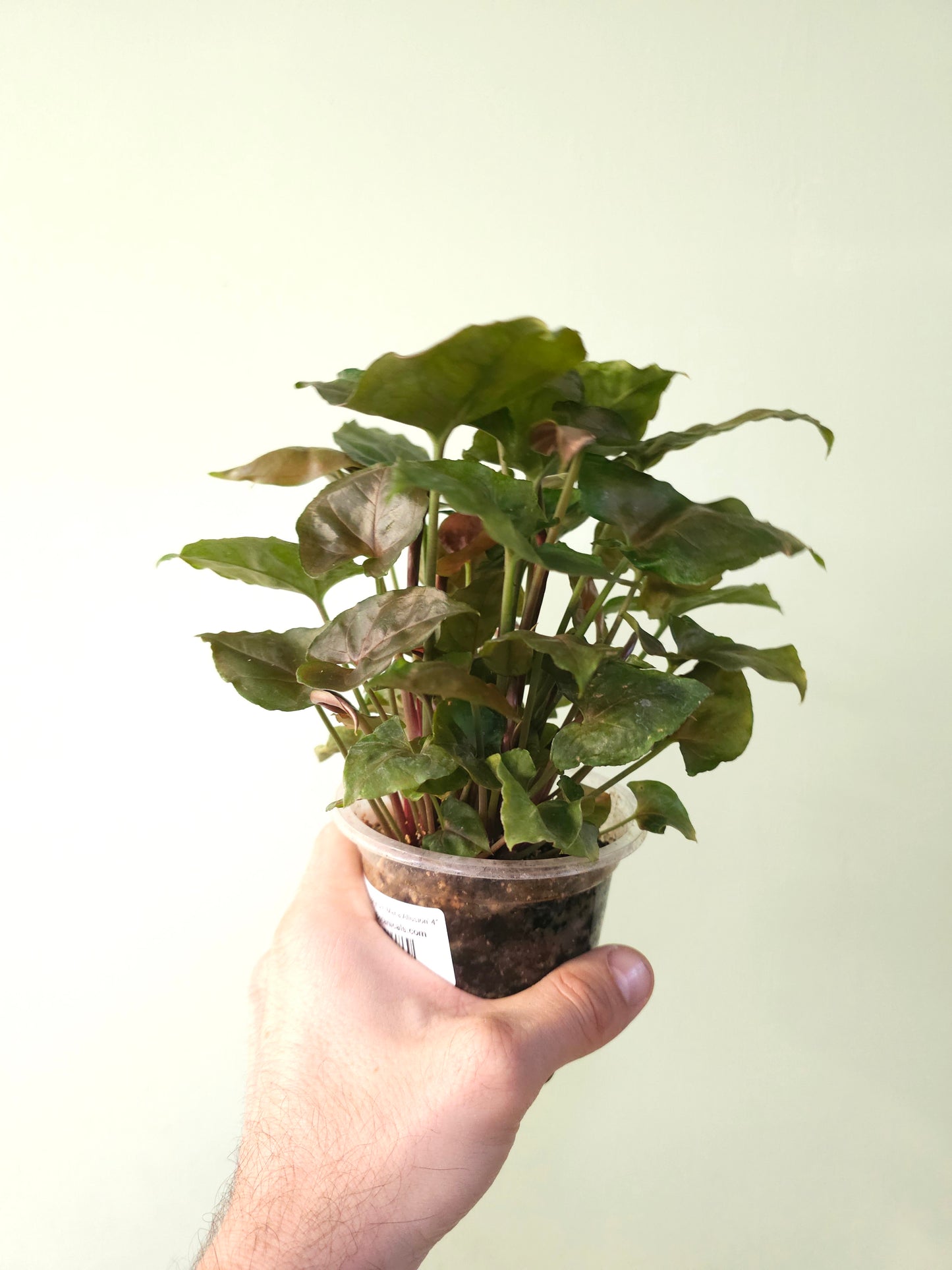 Syngonium podophyllum 'Maria Allusion' 4"