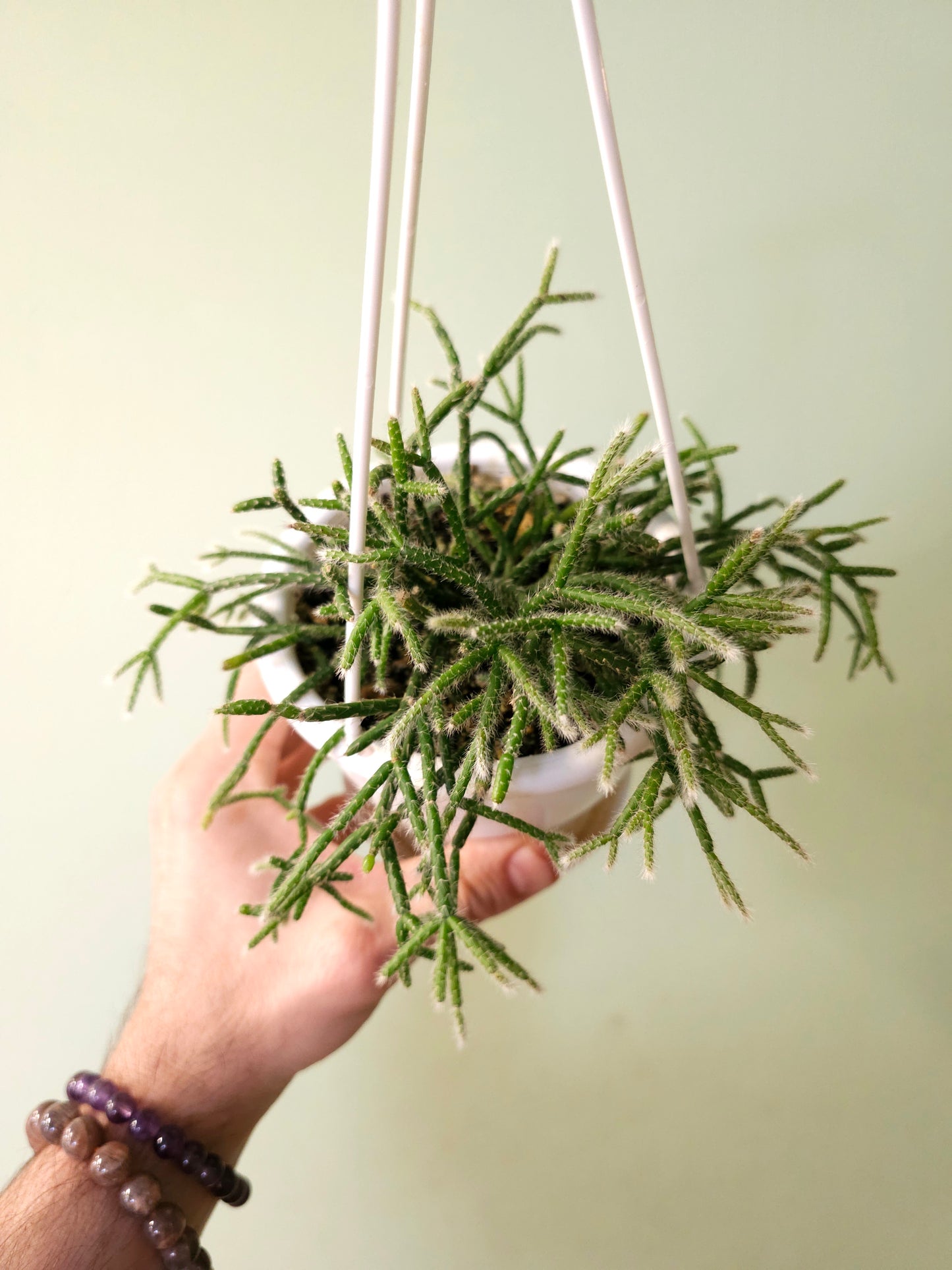 Rhipsalis pilocarpa 4.5" HB