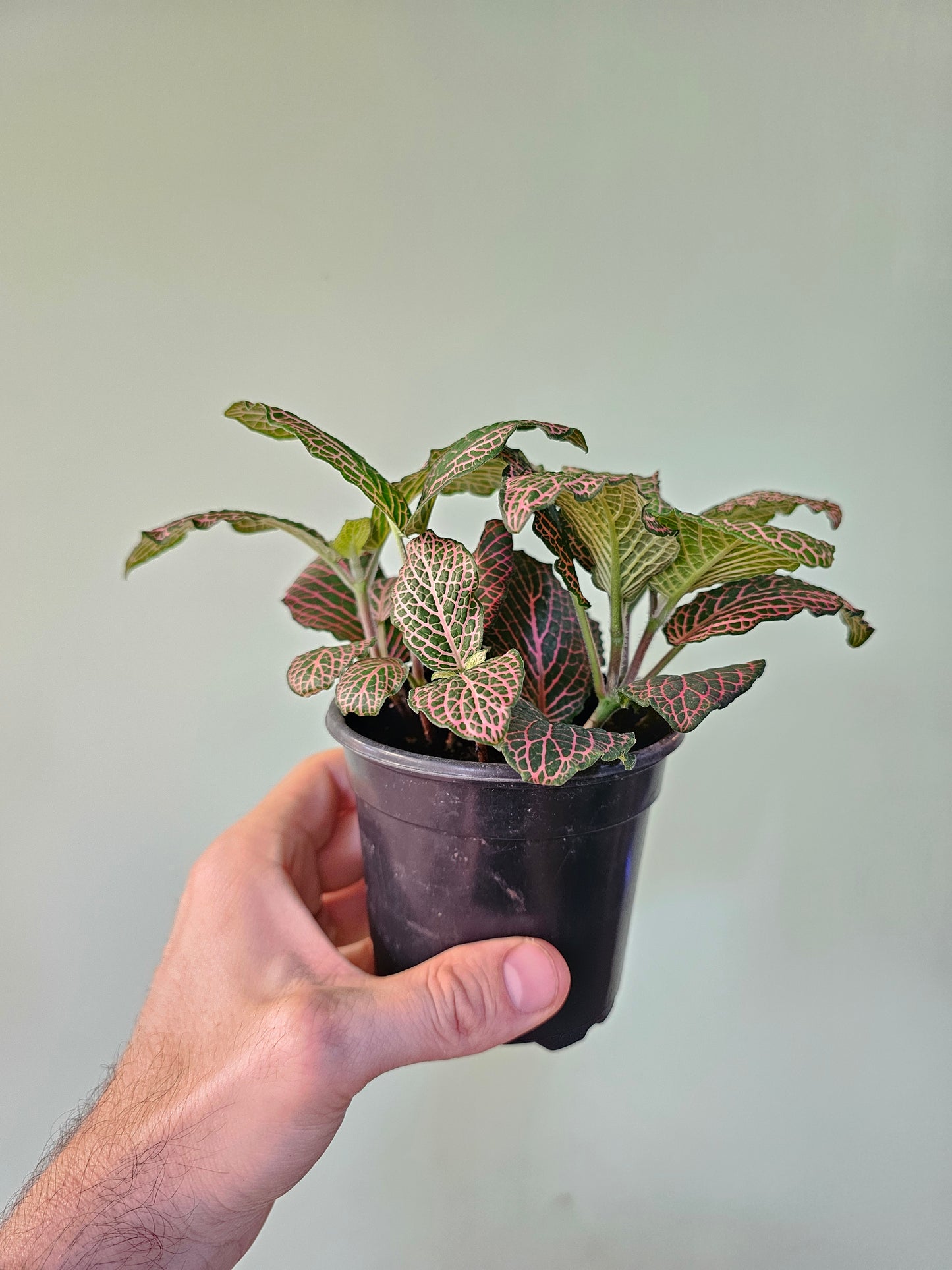 Fittonia albivenis 'Mistral' 4"