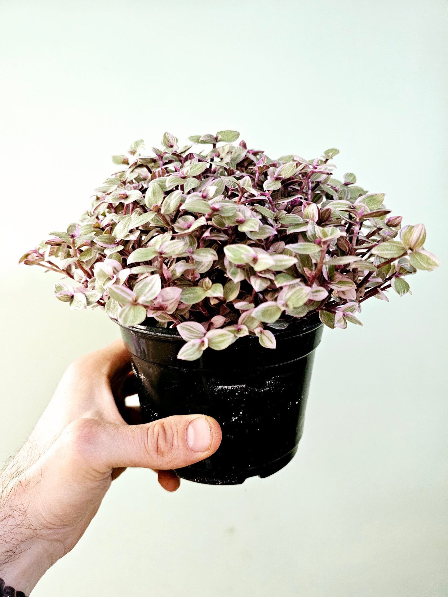 Callisia repens 'Rosato' "Pink Panther" 5"